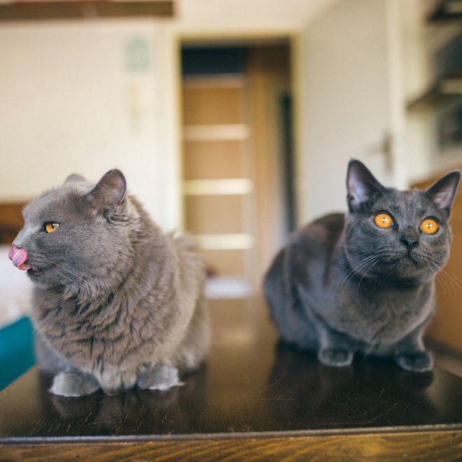two Chartreux cats are looking in different directions