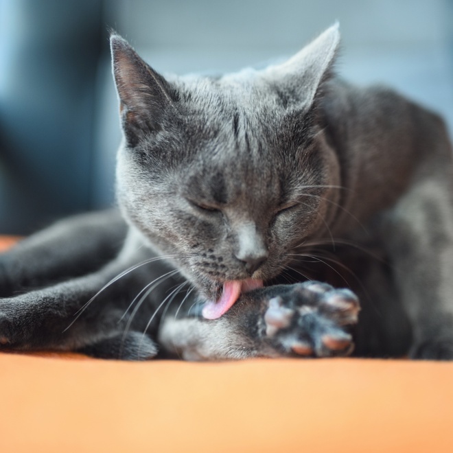 A Chartreux licking its paw