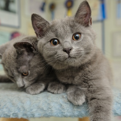 Zwei Chartreux kuscheln