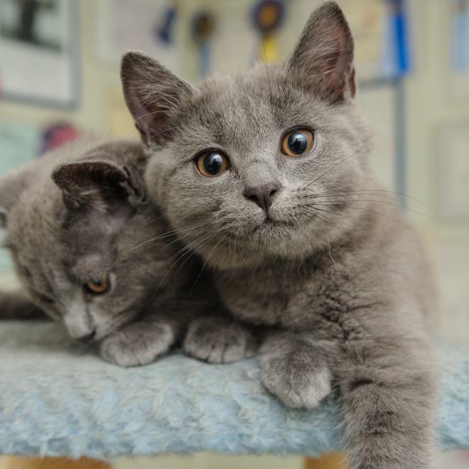 portrait of a Chartreux kitten
