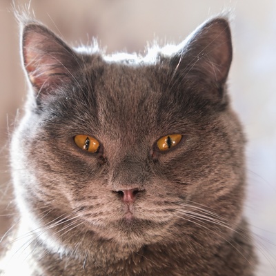 Porträt einer Chartreux