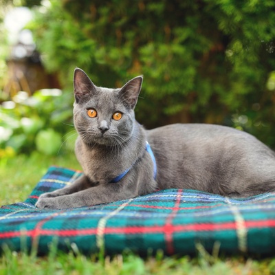 Eine Chartreux, die auf einer Decke in einem Garten liegt