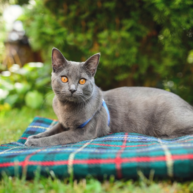 a Chartreux on a pillow