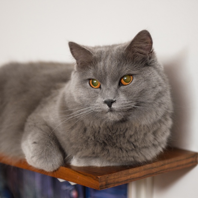 a portrait of a Chartreux