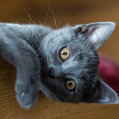 a Chartreux looking straight into the camera