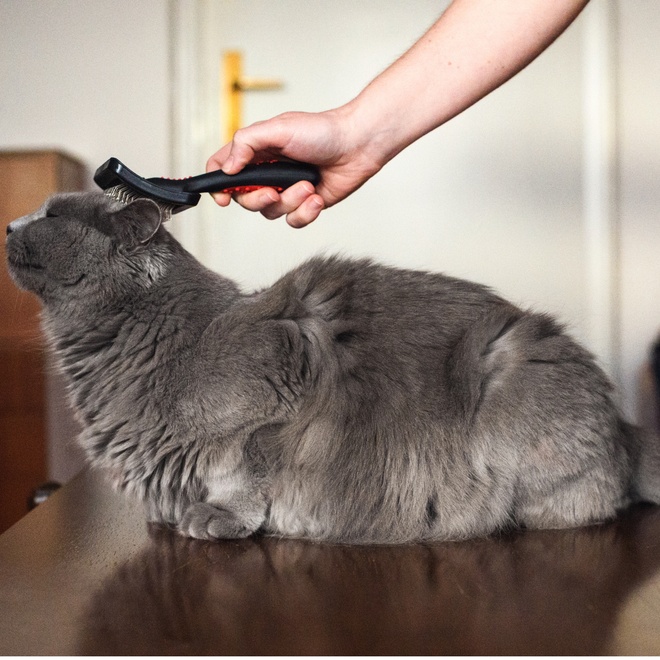 a Chartreux being taken care of