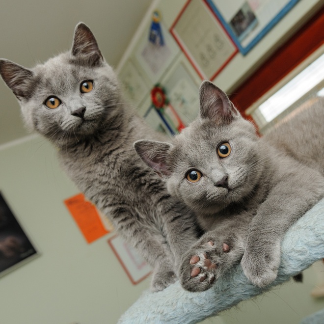 two Chartreux cats next to each other