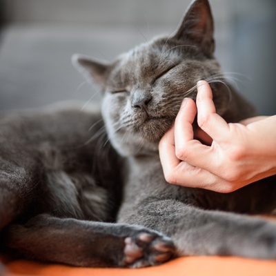 Eine Chartreux, die von seinem Herrn gestreichelt wird