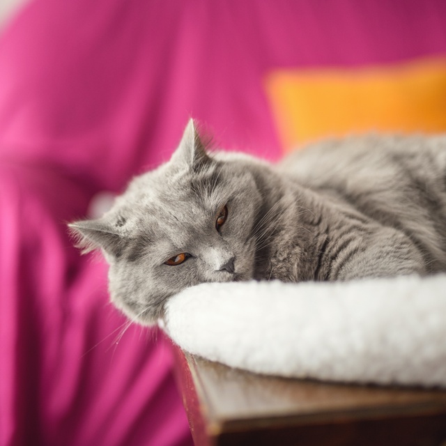 un chartreux se reposant