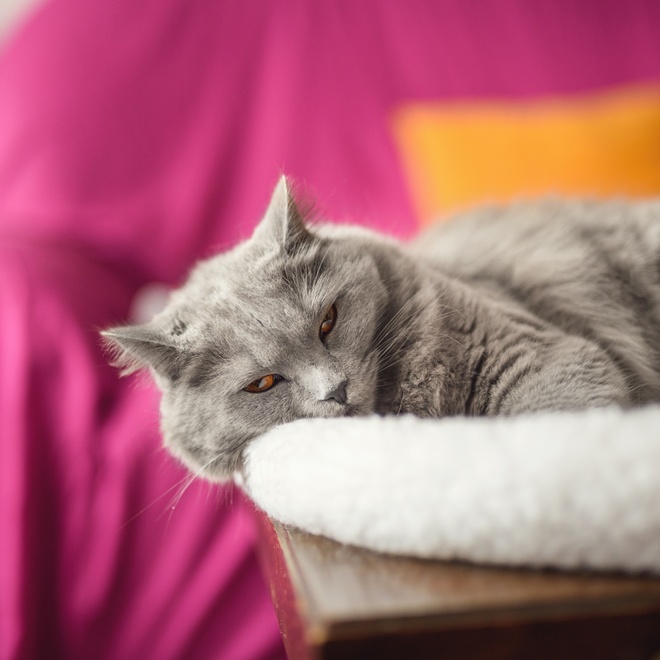 a Chartreux laying