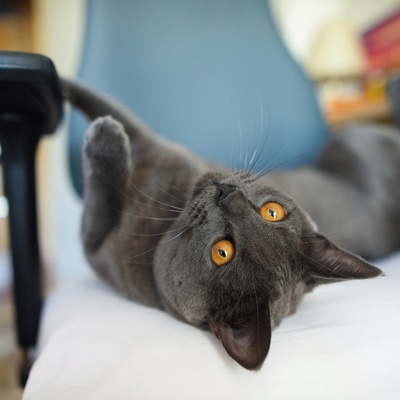 Eine auf dem Rücken liegende Chartreux