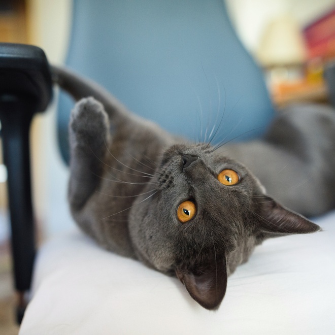 a black Chartreux