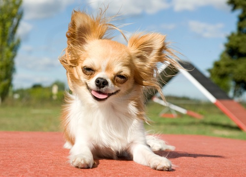 Ein Chihuahua auf einem Spielplatz, dessen Haare im Wind wehen