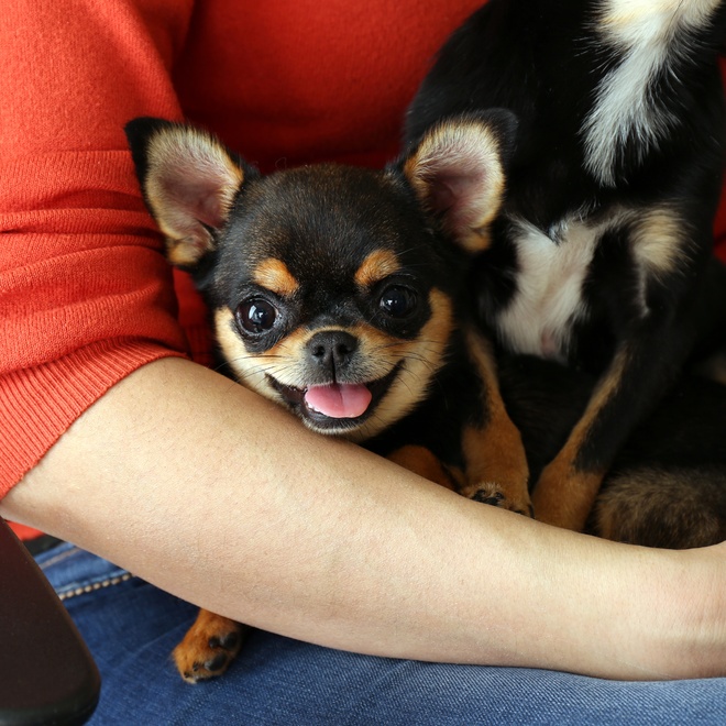 a Chihuahua looks happy in its owner's arms