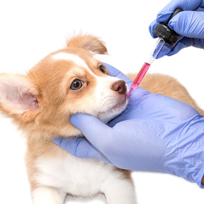 Ein Chihuahua wird von einem Tierarzt behandelt