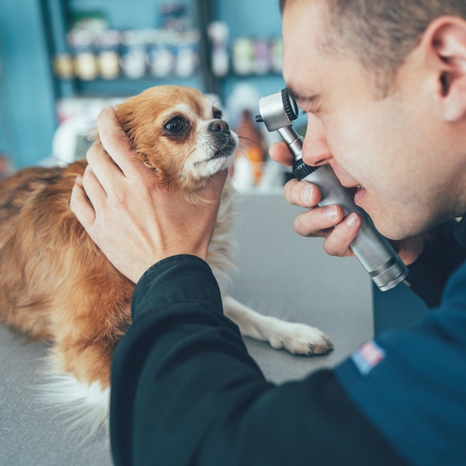 a Chihuahua being examined by a specialist