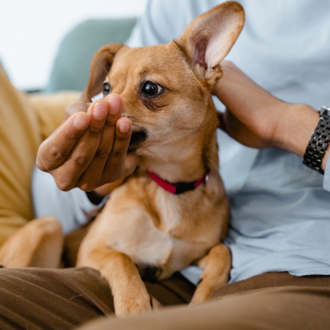 a Chihuahua eating out of its master's hand