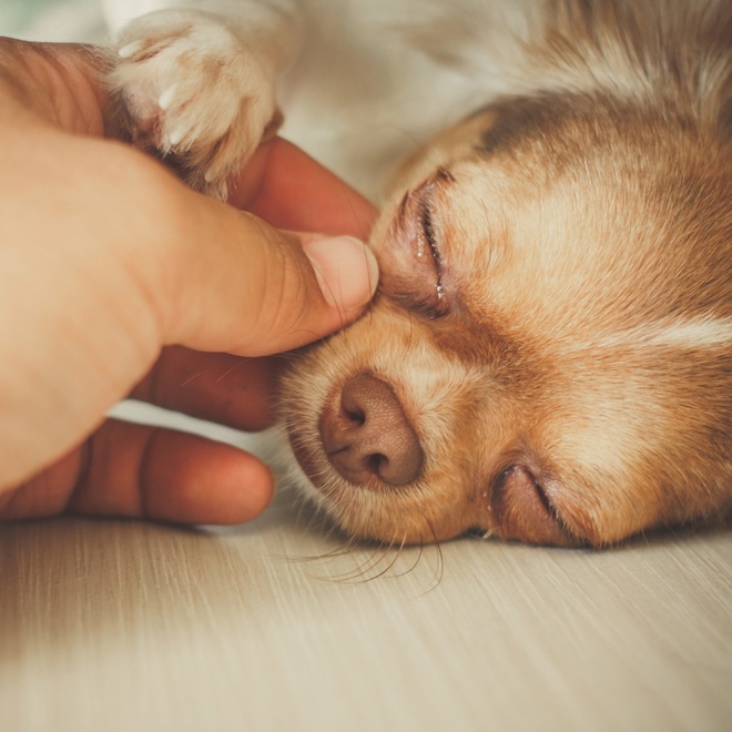 a sleepy little chichuahua being cuddled by his or her master
