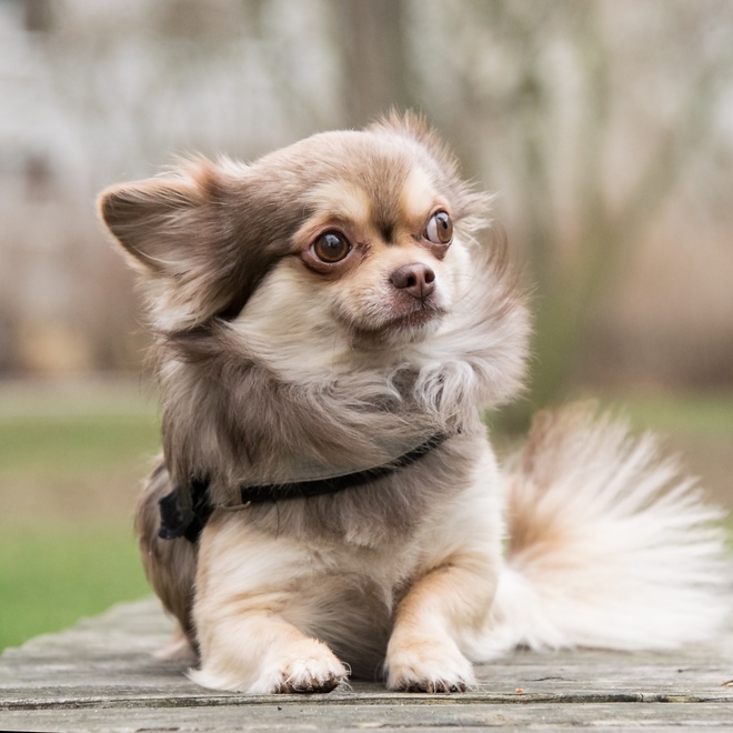 a chihuahua sitting on a wooden table in the forest