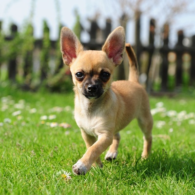 Ein kleiner Chihuahua, der auf dem Gras läuft