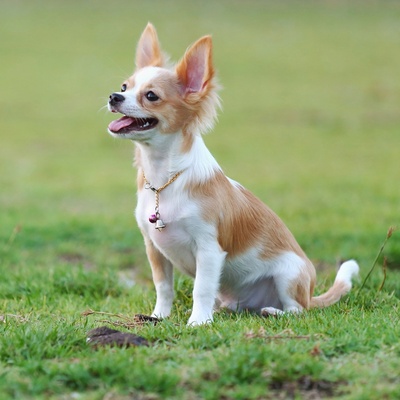 Ein Chihuahua, der im Gras sitzt