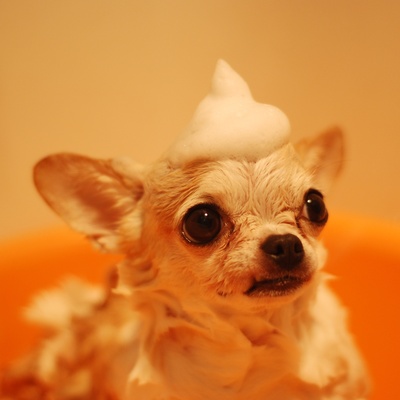 Ein Chihuahua in der Badewanne mit Schaum auf dem Kopf