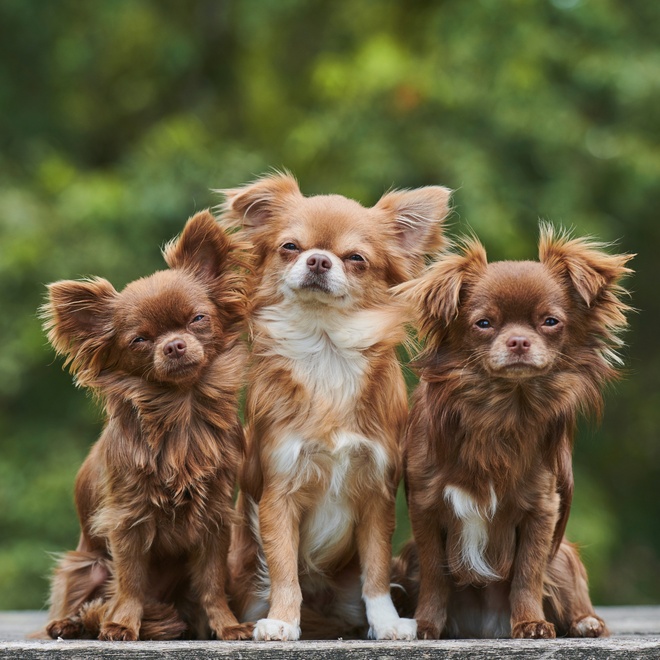 three Chihuahuas side by side