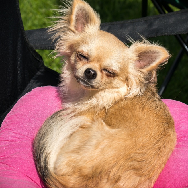 a Chihuahua sitting on a pink cushion, enjoying the sunshine