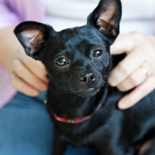 a black Chihuahua between his owner's legs