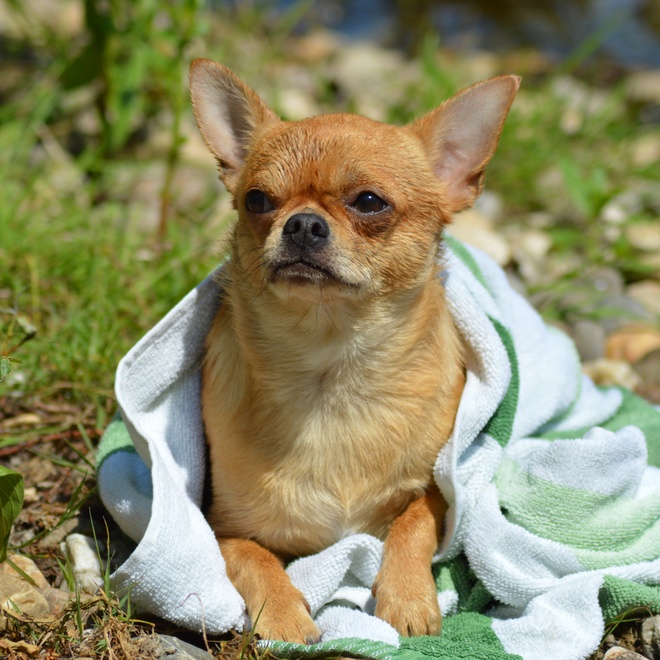 a Chihuahua sitting on the grass surrounded by a bath towel