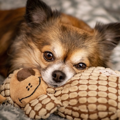 Ein Chihuahua, der seinen Kopf auf ein Kuscheltier legt