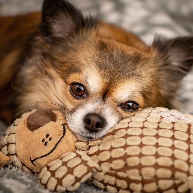 a Chihuahua resting its head on a cuddly toy