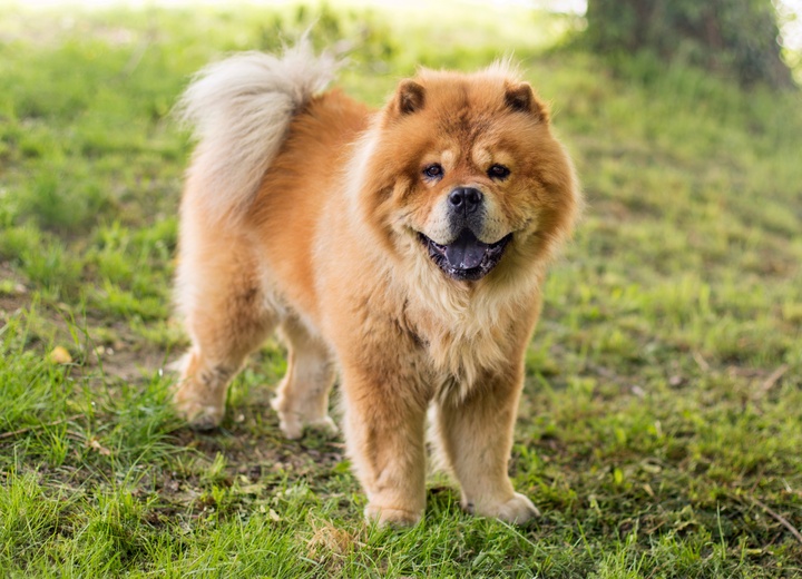 Ein Chow Chow auf dem Gras