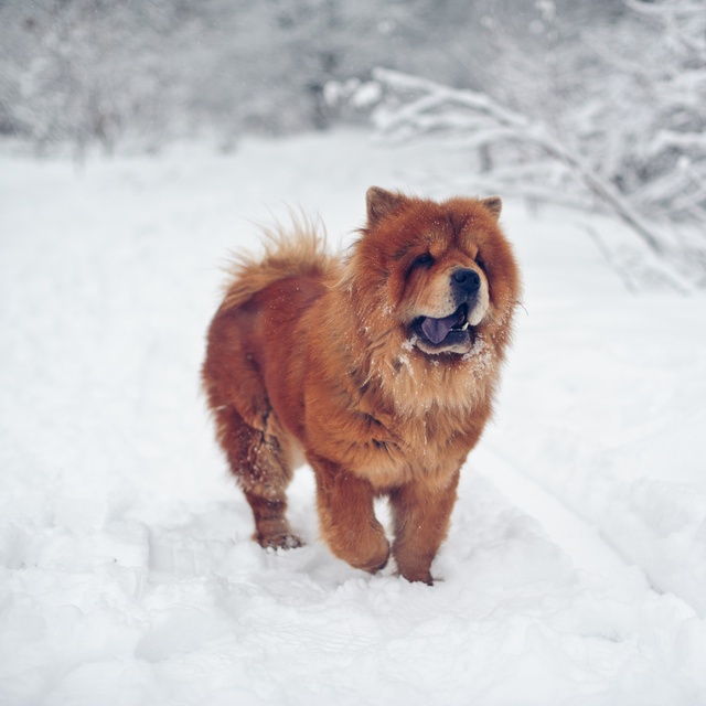 Ein Chow Chow im Schnee