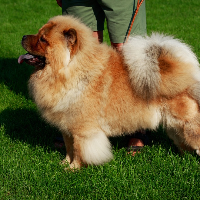 a chow chow on its owner's lead