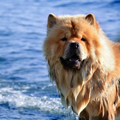 a soaking wet chow chow that has just been swimming in the sea