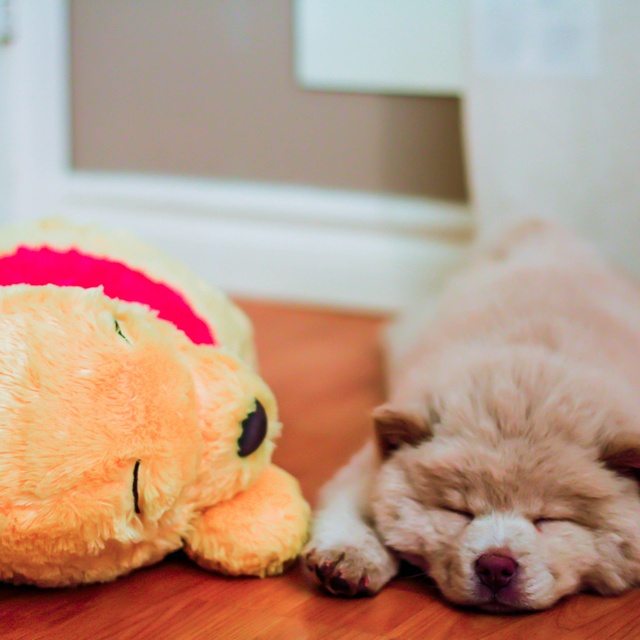 Ein Chow Chow, der neben seinem Kuscheltier auf dem Boden schläft