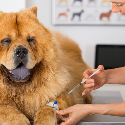 a chow chow being injected by the vet