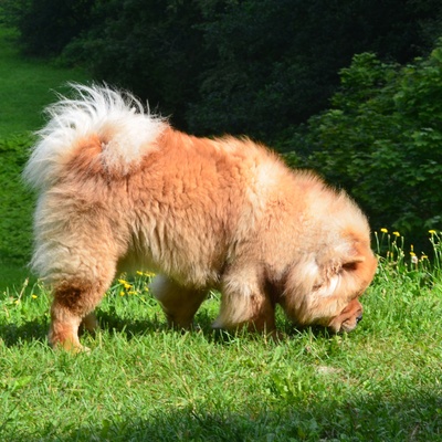 a chow chow looking for food in the grass