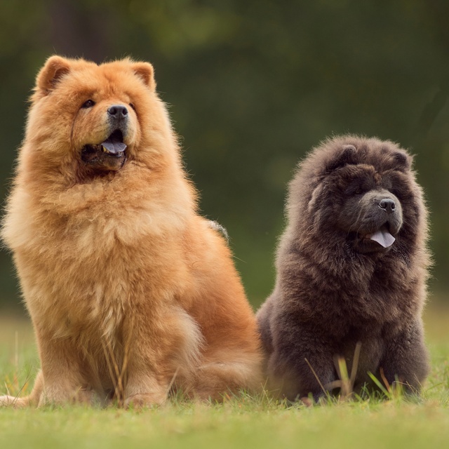 Zwei Chow Chows, schwarz und braun, sitzen nebeneinander
