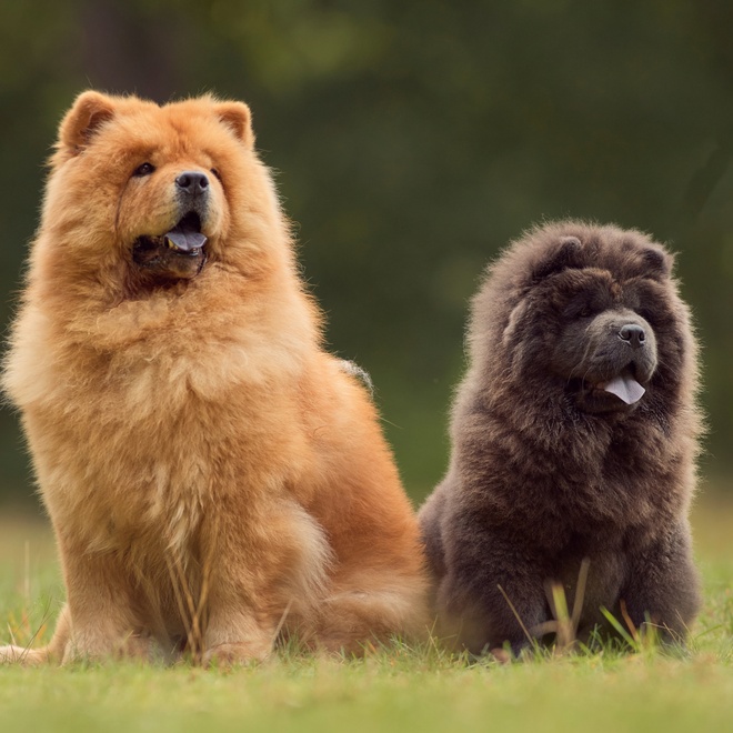 two chow chows, black and brown, side by side
