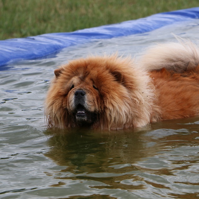 Ein Chow Chow, der von Wasser verschlungen wird