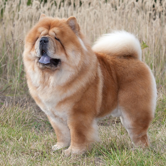 Ein Chow Chow auf einem Feld