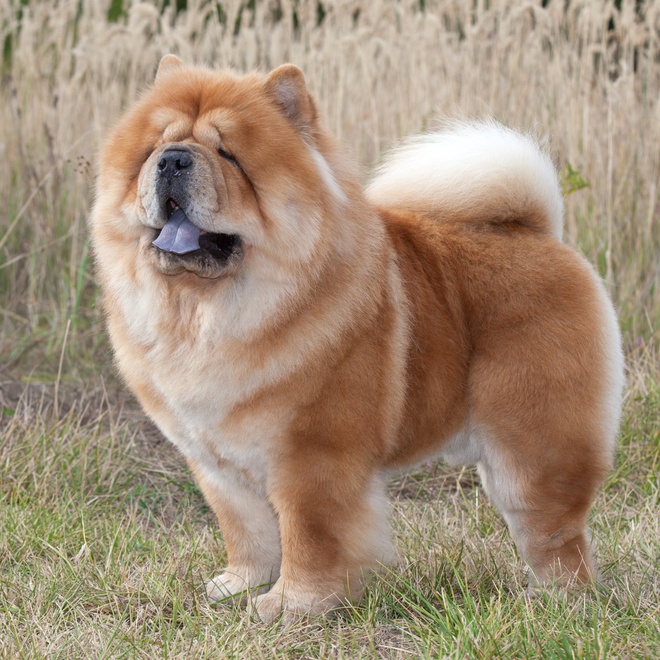 a chow chow in a field