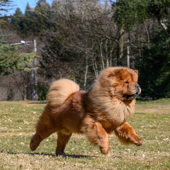a chow chow running in the grass