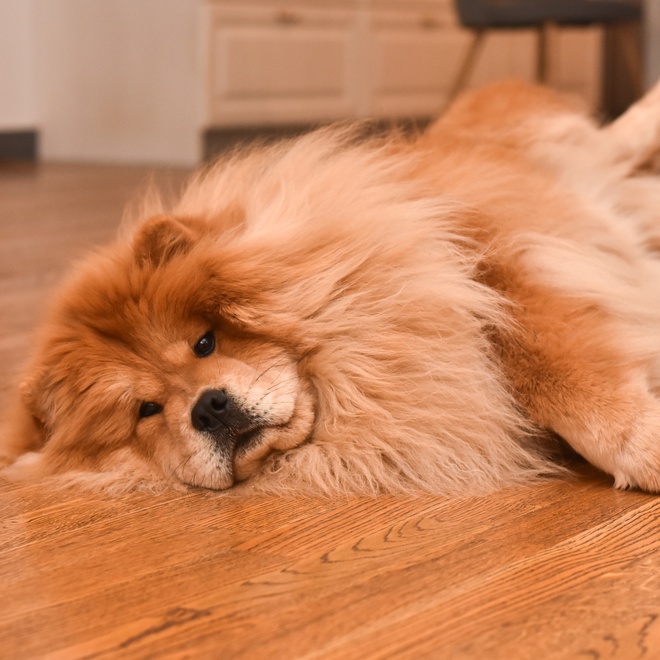 a chow chow lying on the floor