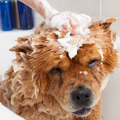a chow chow taking a bath
