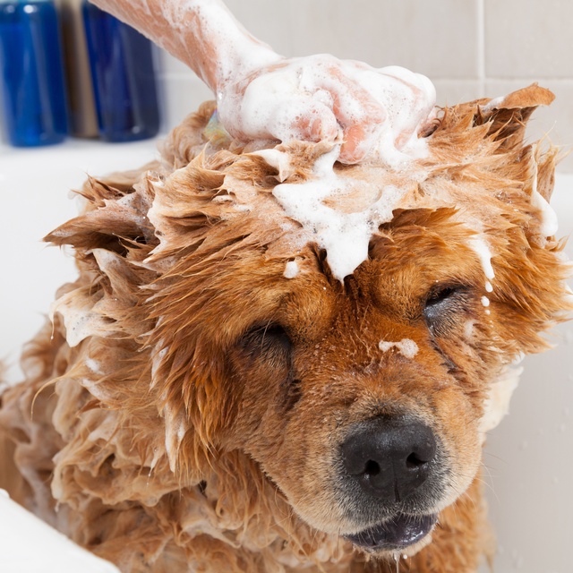 Ein Chow Chow beim Baden