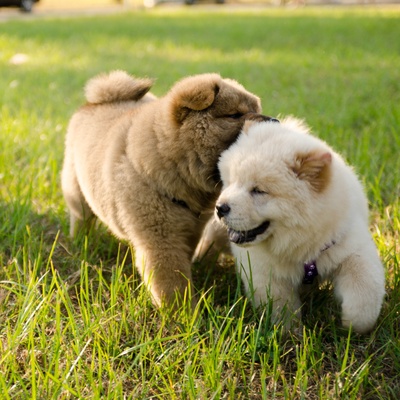 two chow chow playing together in the grass