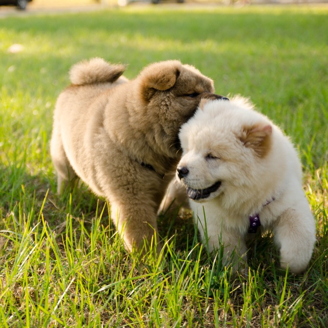 Zwei Chow Chow spielen zusammen im Gras